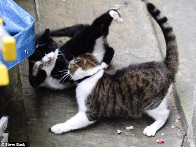 Békítik a torzsalkodó Downing Street-i macskákat